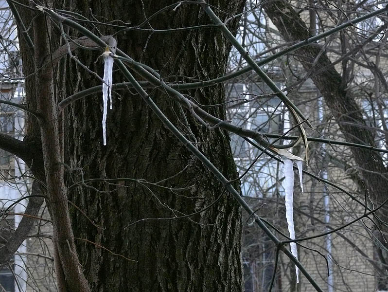 Image of Acer negundo specimen.