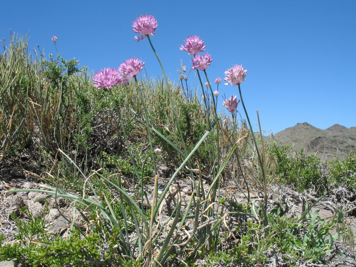 Image of Allium caricifolium specimen.