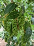 Phytolacca dioica. Верхушка веточки с плодами. Испания, Андалусия, провинция Малага, г. Бенальмадена, парк La Paloma. Август 2015 г. .