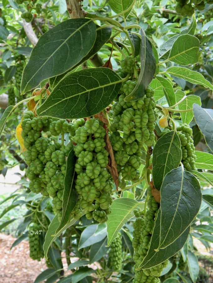 Image of Phytolacca dioica specimen.