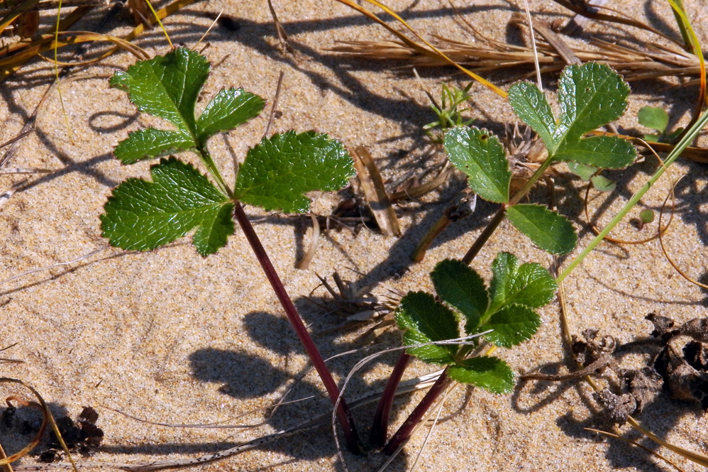 Image of Ligusticum scoticum specimen.