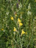 Linaria genistifolia. Соцветие. Украина, г. Запорожье, балка возле трассы на Васильевку, южнее Опытной станции. 14.06.2016.