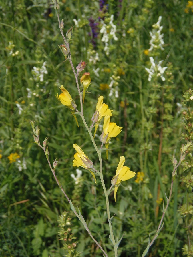 Image of Linaria genistifolia specimen.