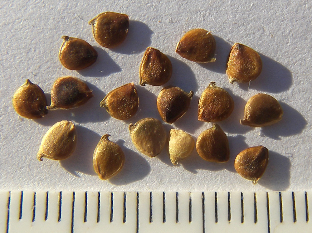 Image of Ranunculus constantinopolitanus specimen.
