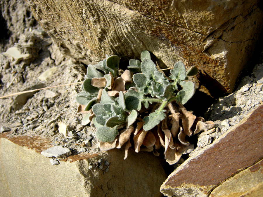 Image of Matthiola odoratissima specimen.
