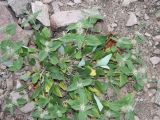 Phlomis sewerzowii