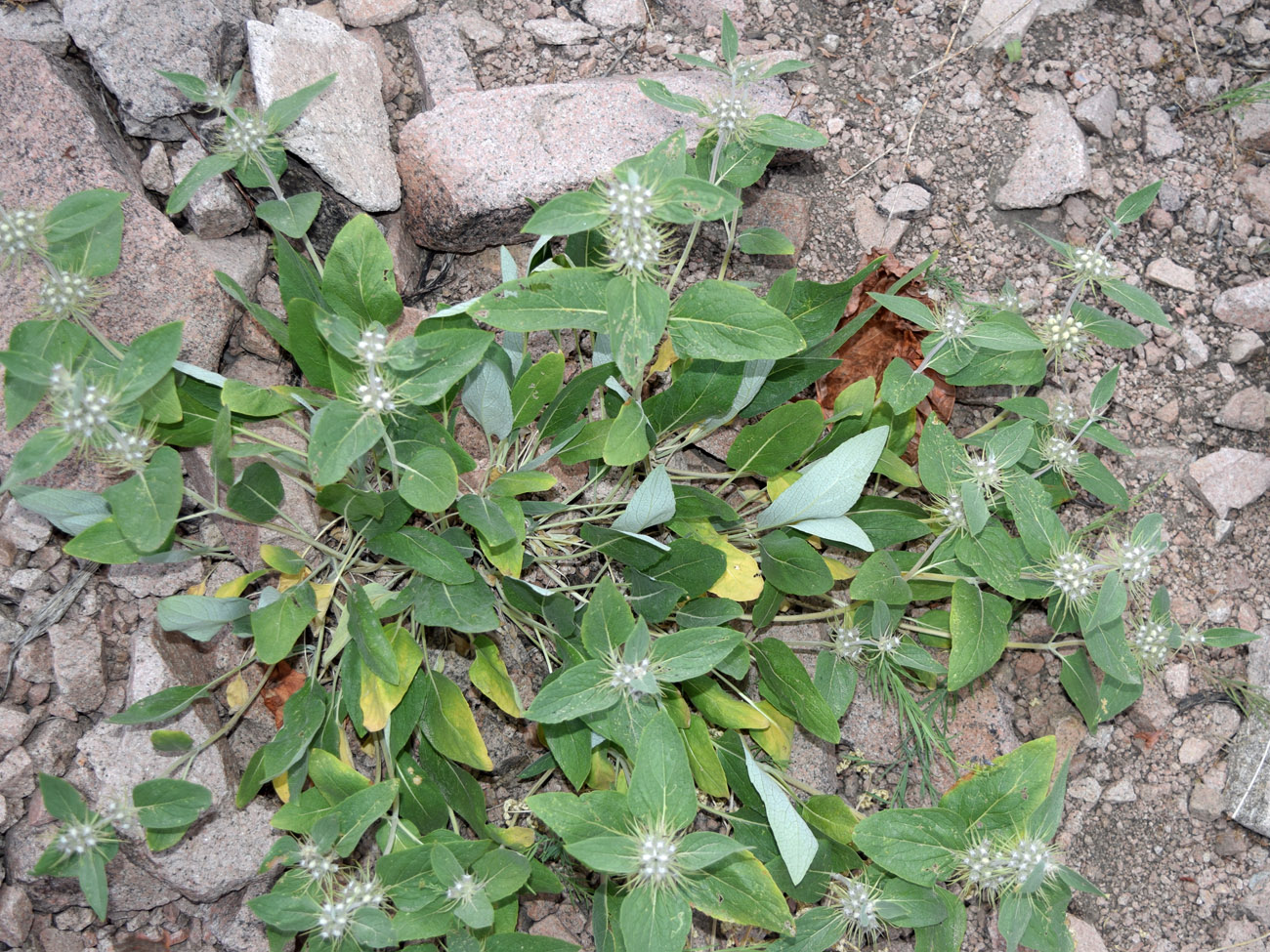 Image of Phlomis sewerzowii specimen.