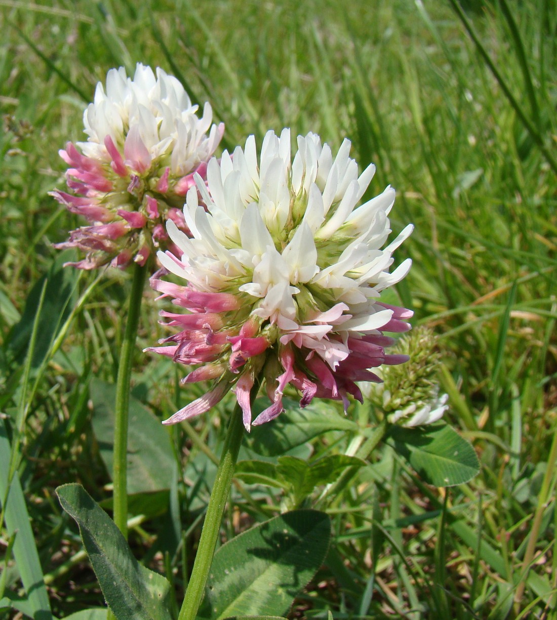 Изображение особи Trifolium ambiguum.