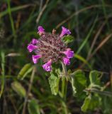 Clinopodium vulgare