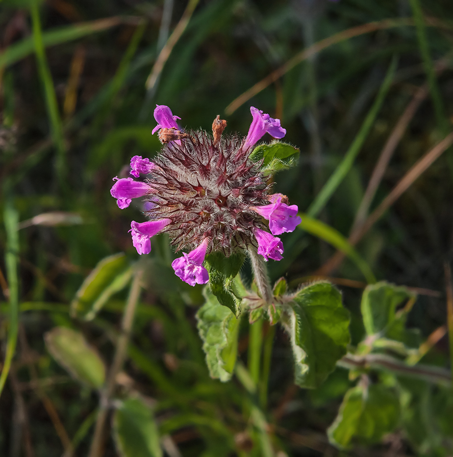 Image of Clinopodium vulgare specimen.