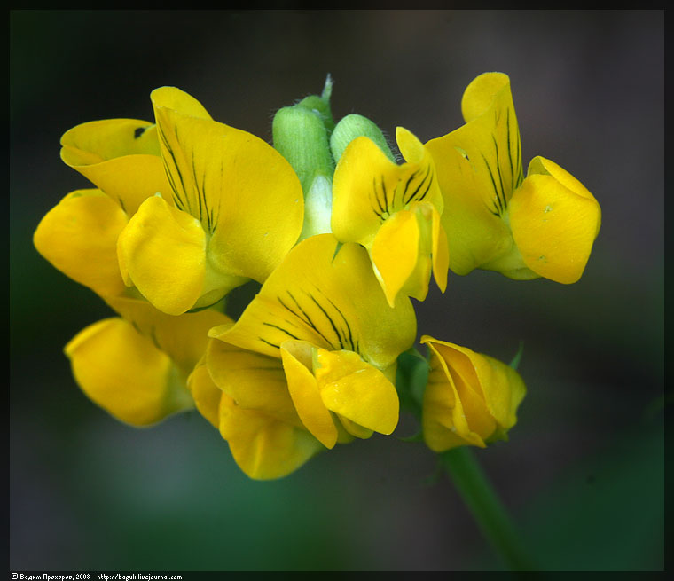 Image of Lathyrus pratensis specimen.