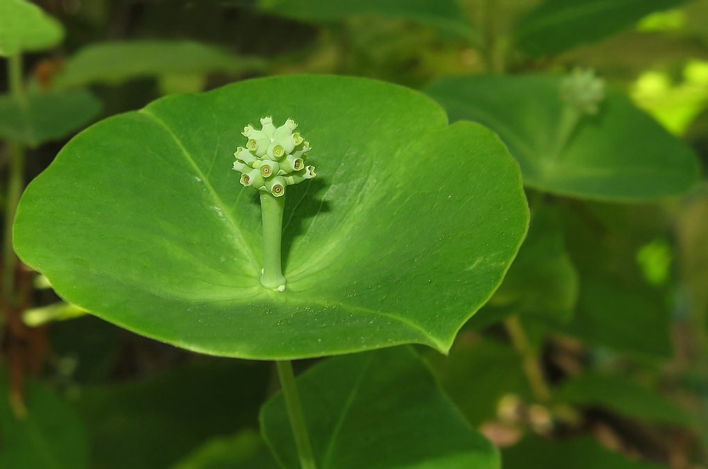 Изображение особи Lonicera &times; tellmanniana.