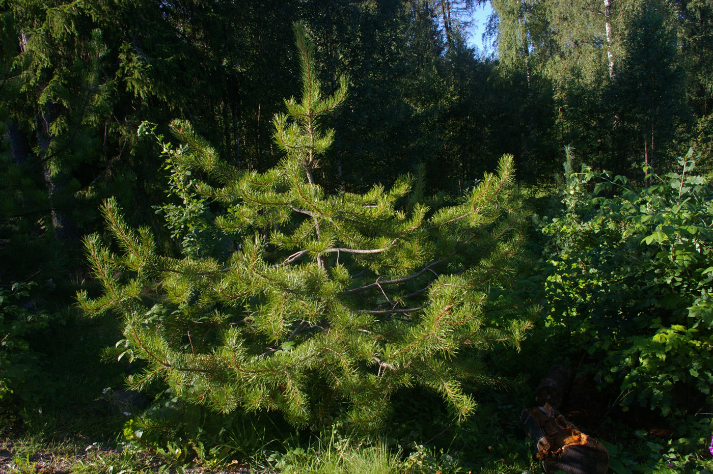 Image of Pinus contorta specimen.