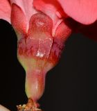 Image of taxon representative. Author is Татьяна Мальчинская