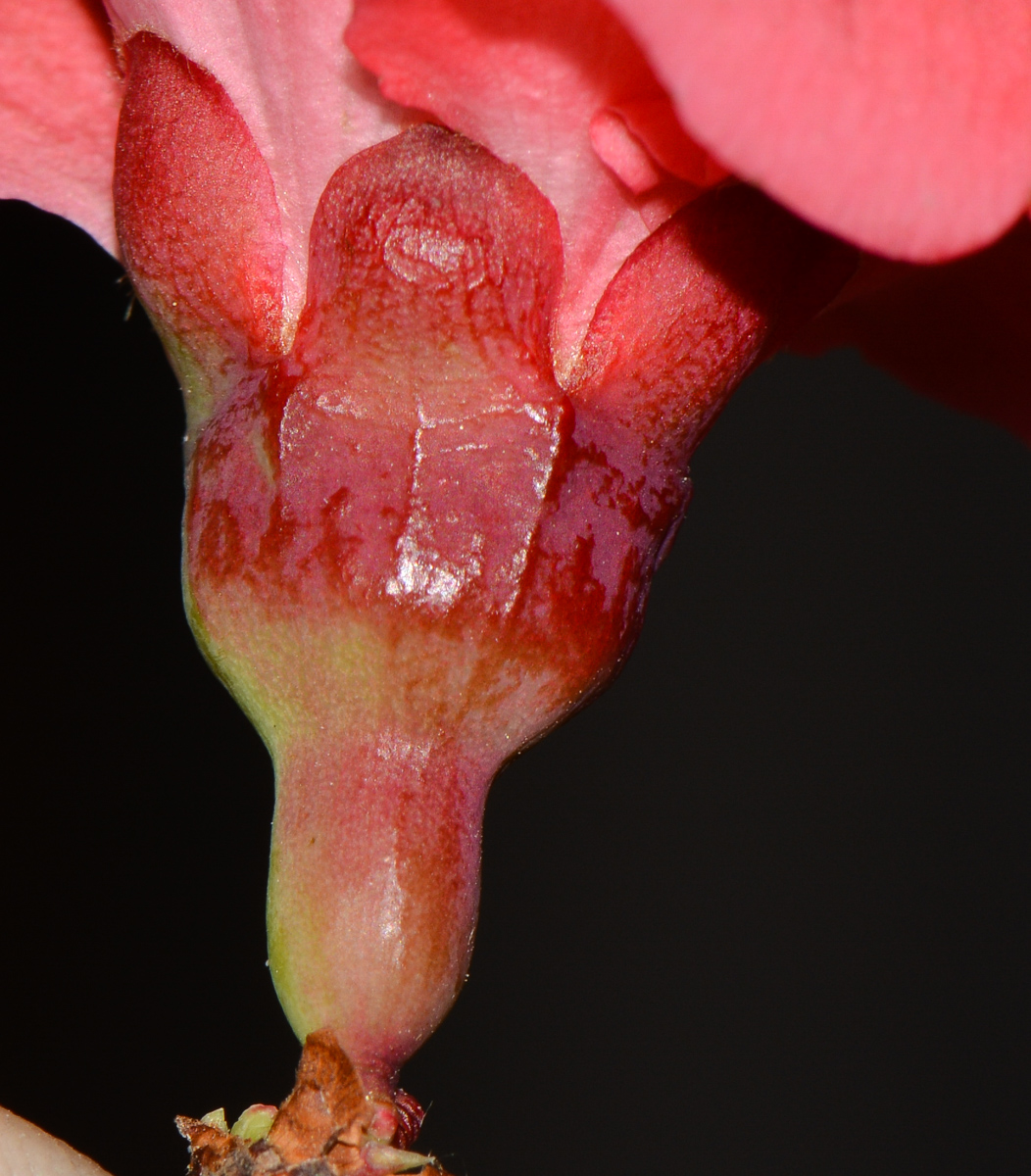 Image of genus Chaenomeles specimen.