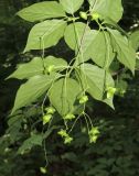 Euonymus maximowiczianus