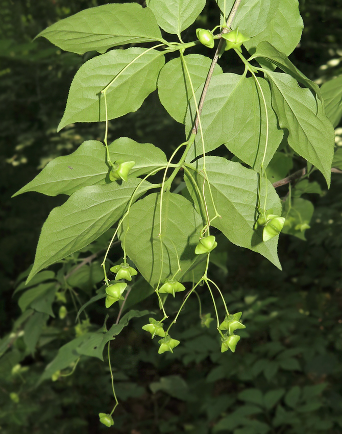 Изображение особи Euonymus maximowiczianus.