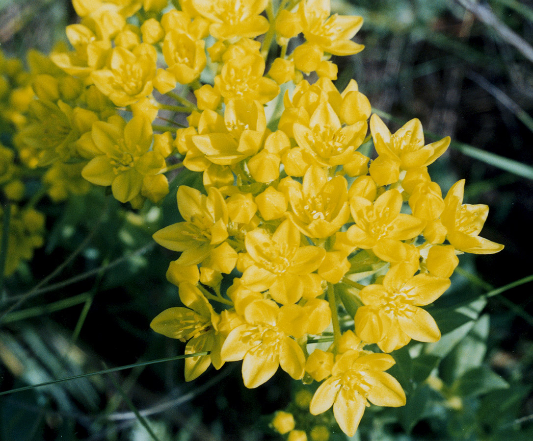 Image of Haplophyllum suaveolens specimen.