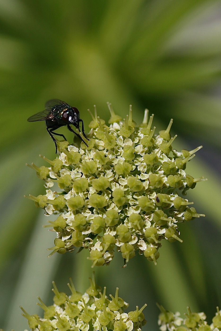Image of Archangelica brevicaulis specimen.
