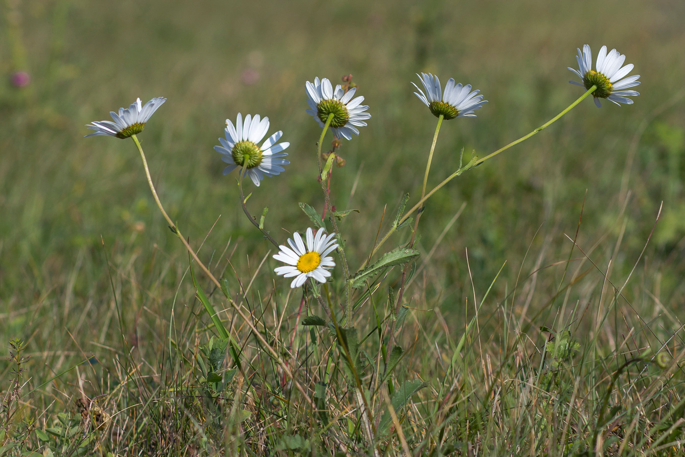 Image of Leucanthemum ircutianum specimen.