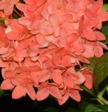 Ixora coccinea