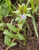 Vinca herbacea. Верхушка побега с аномальным четырёхлепестковым цветком. Украина, Запорожский р-н, Дурная балка, разнотравная степь. 23.04.2017.