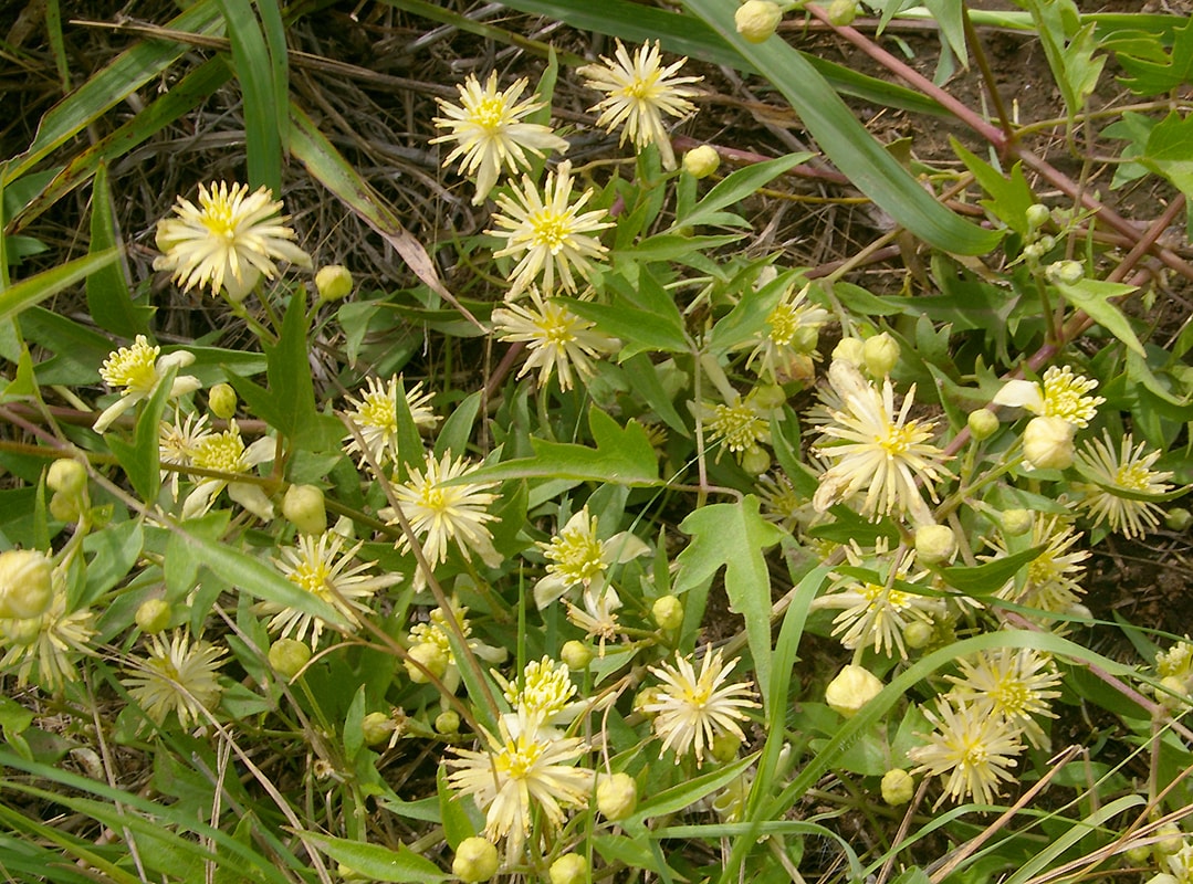 Image of Clematis campestris specimen.