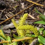 Salix babylonica