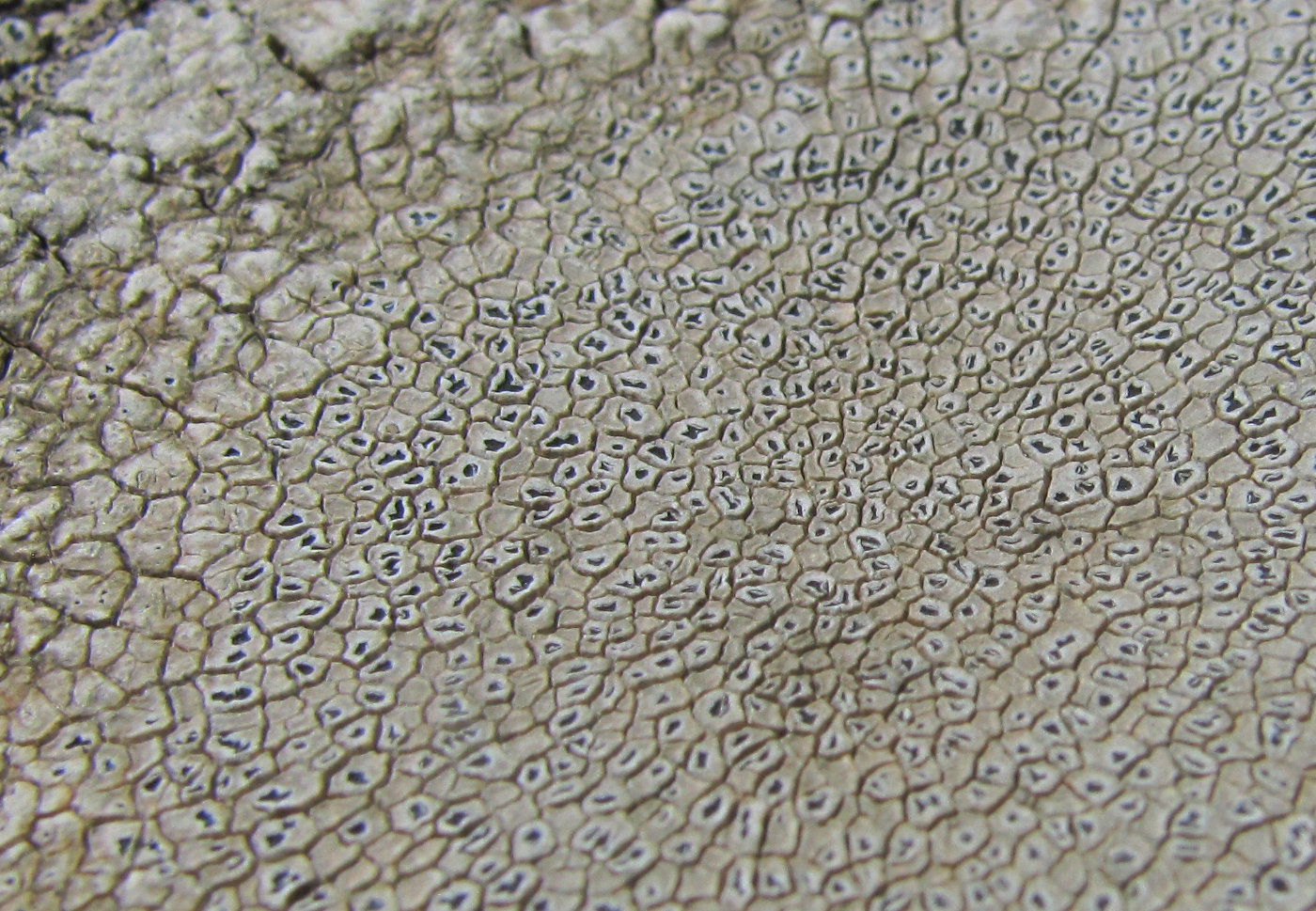 Image of Aspicilia calcarea specimen.