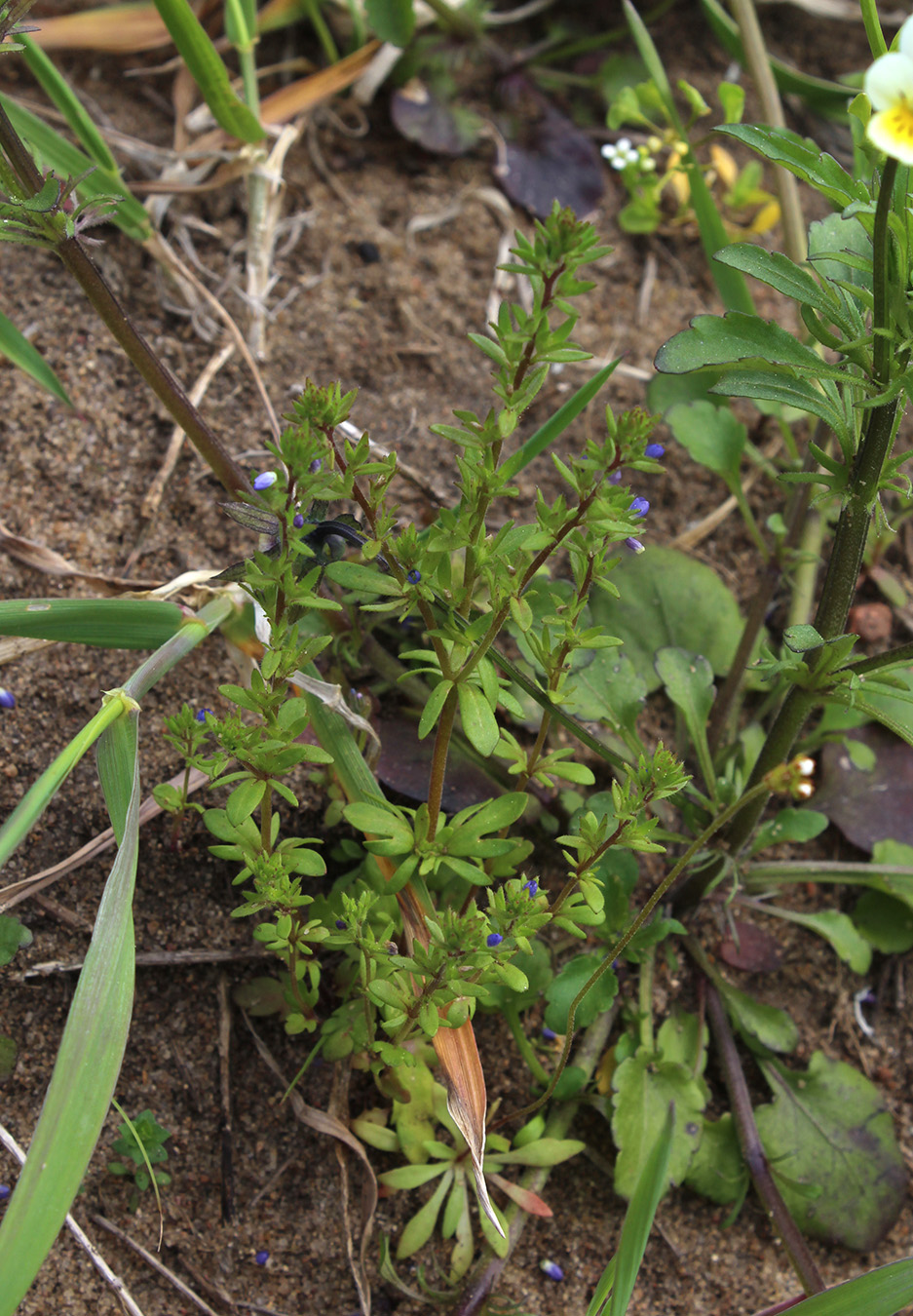Image of Veronica verna specimen.