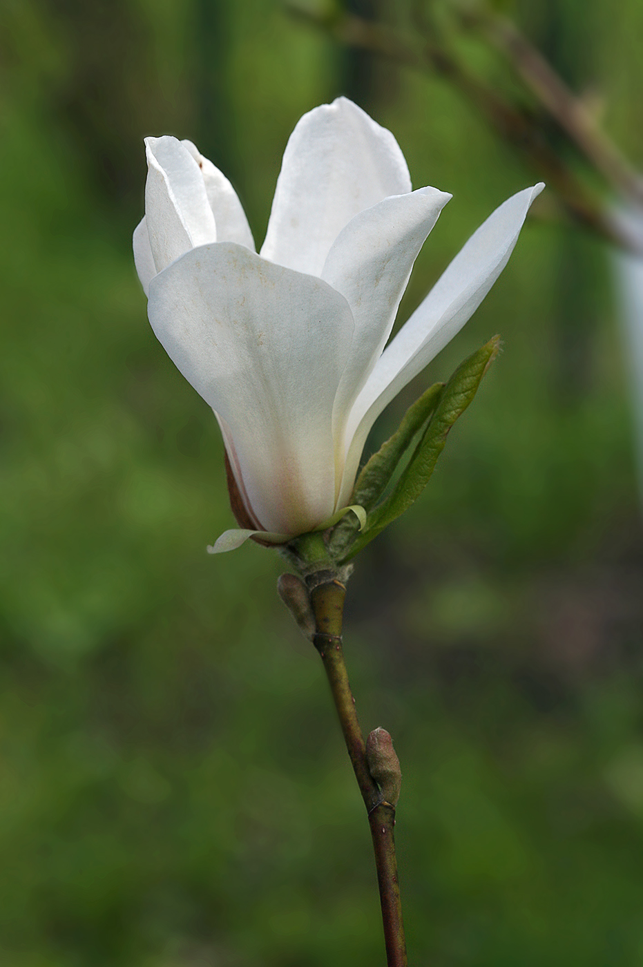 Image of Magnolia &times; soulangeana specimen.