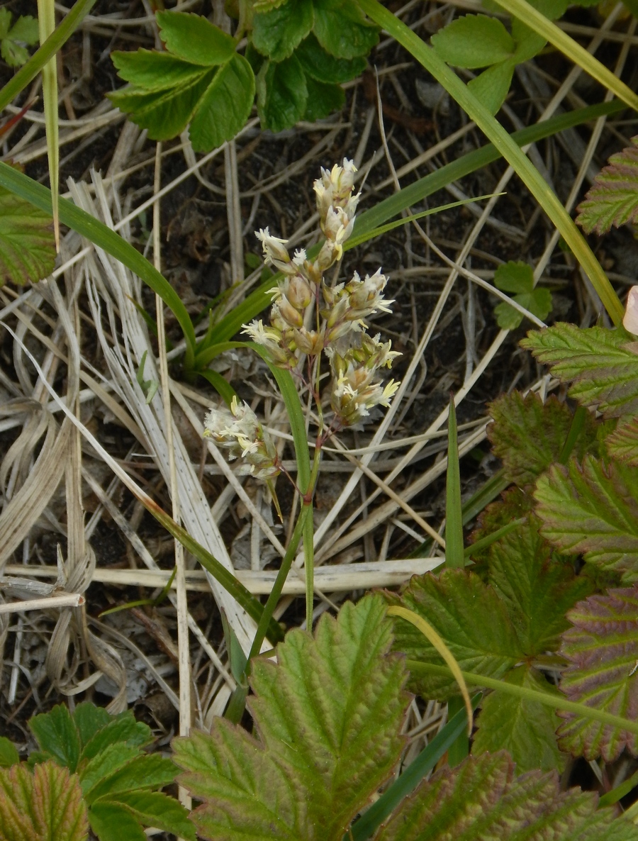 Изображение особи Hierochloe glabra.