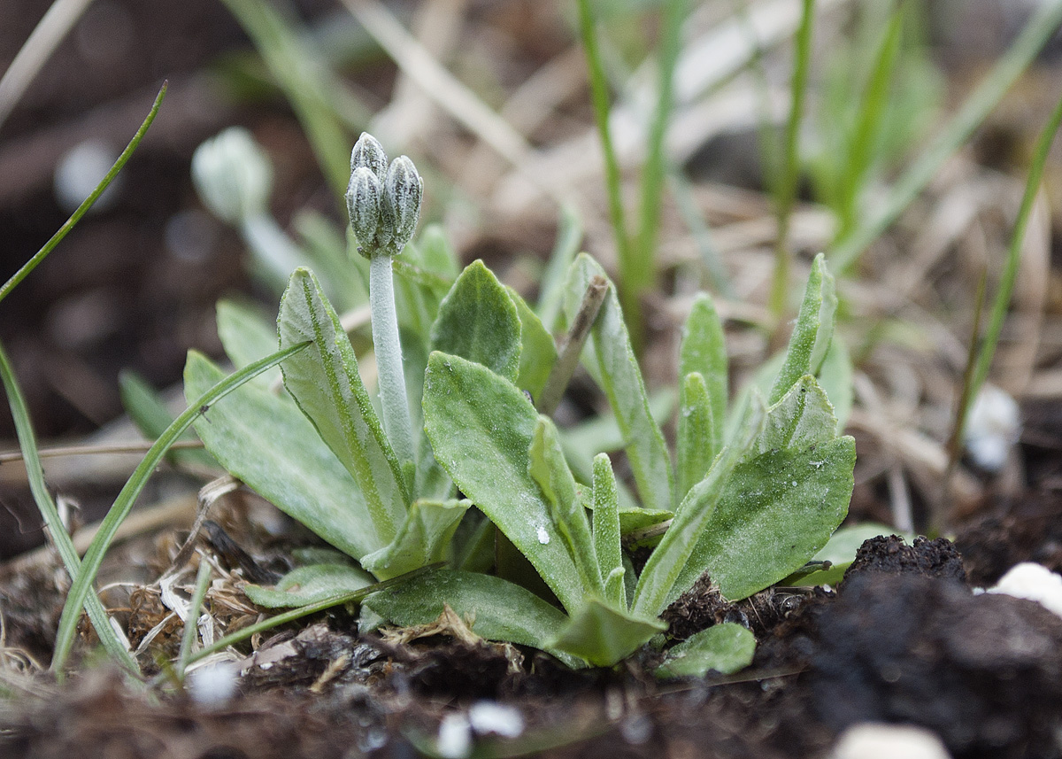 Изображение особи Primula farinosa.