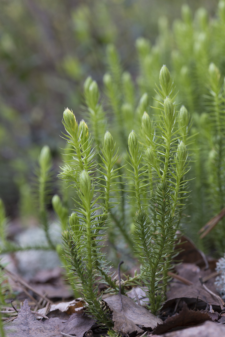 Изображение особи Lycopodium annotinum.