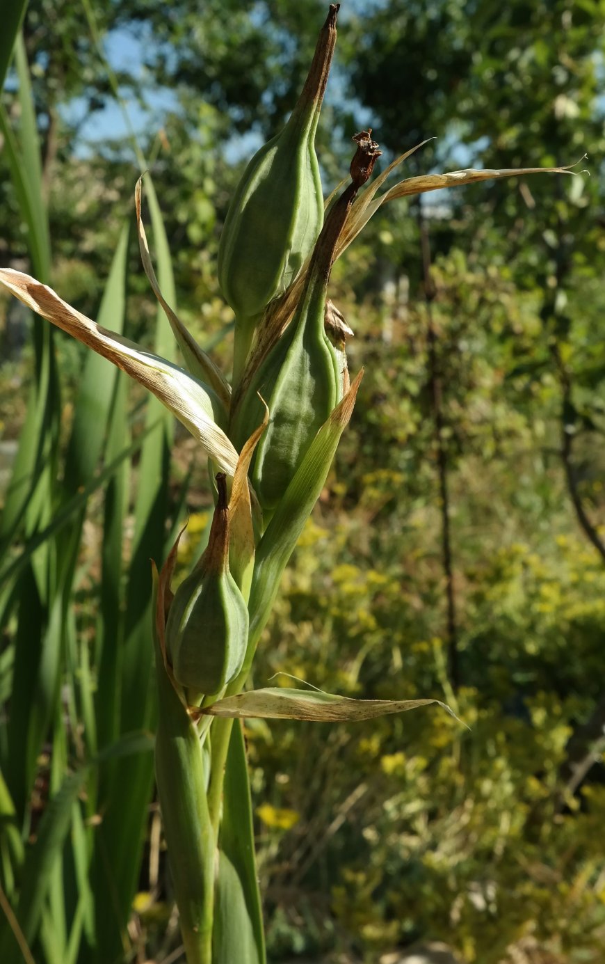 Image of Iris orientalis specimen.