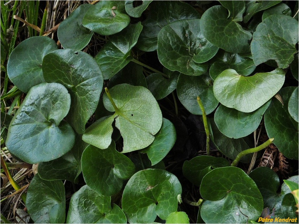 Image of Asarum europaeum specimen.