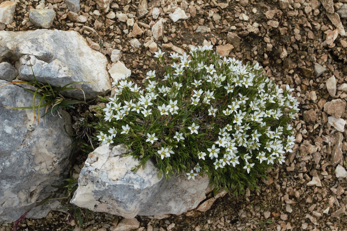 Image of Minuartia oreina specimen.