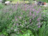 Lythrum salicaria