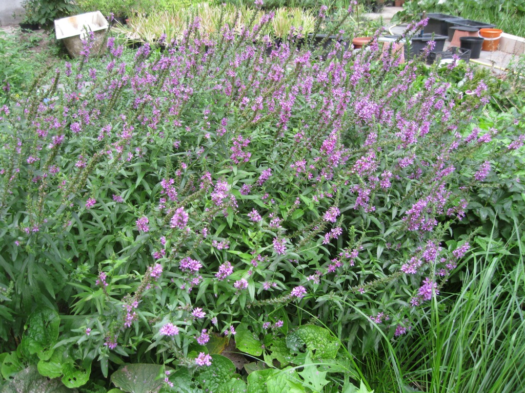 Image of Lythrum salicaria specimen.