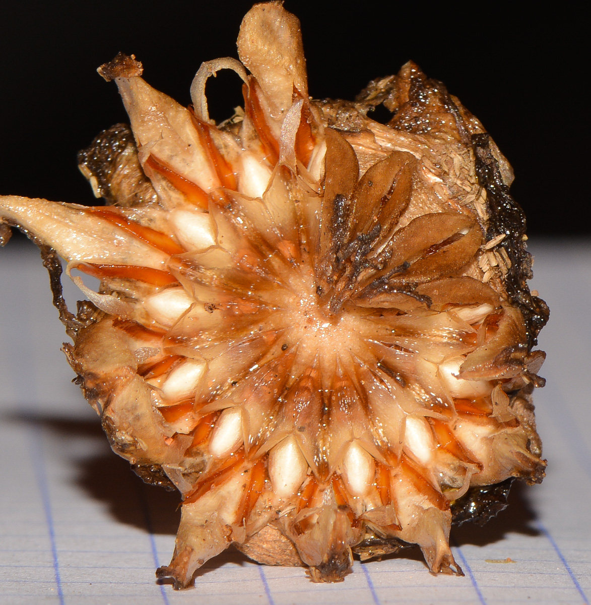 Image of Glottiphyllum linguiforme specimen.