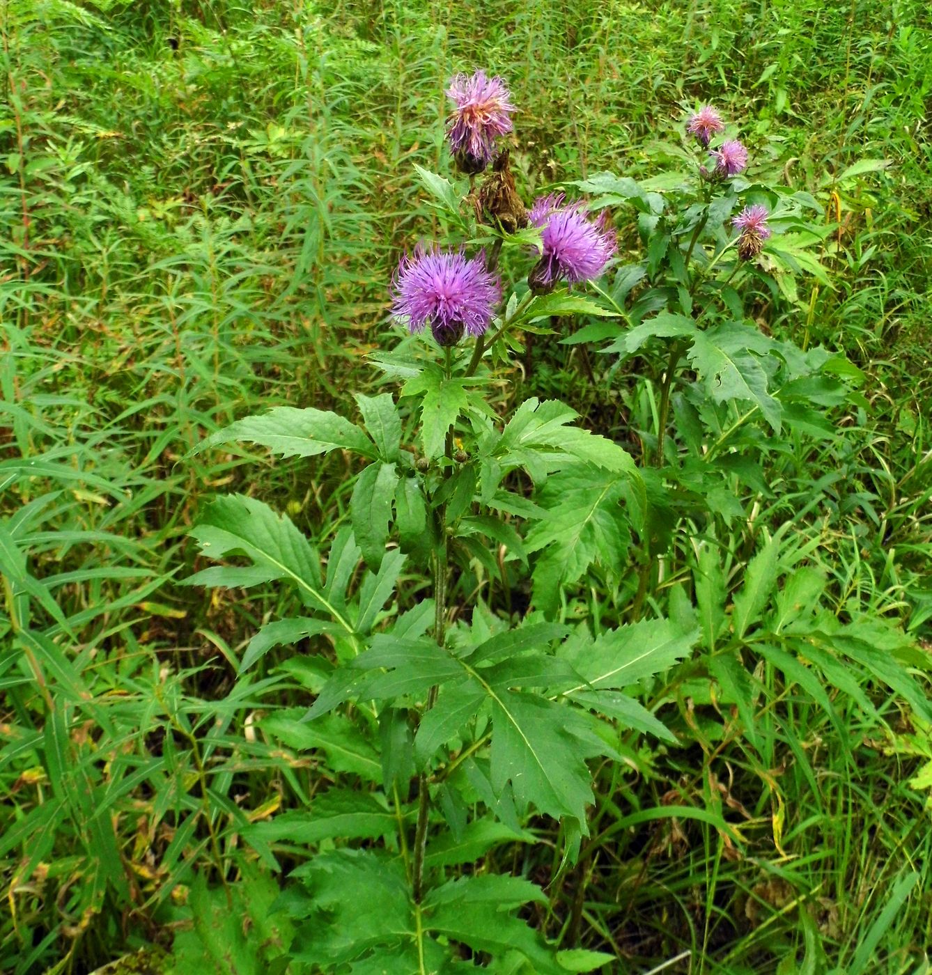 Изображение особи Serratula coronata.