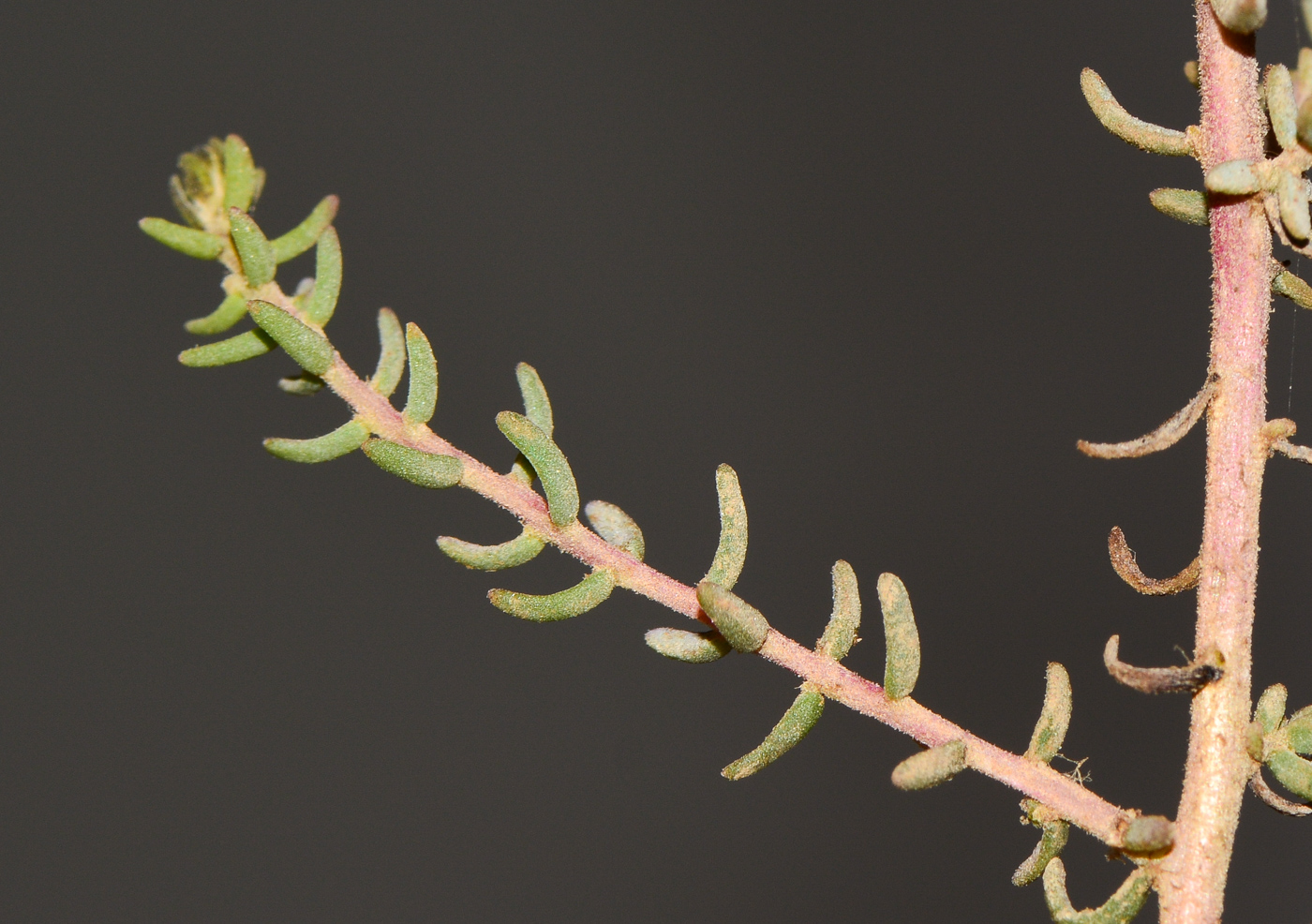 Image of Suaeda fruticosa specimen.