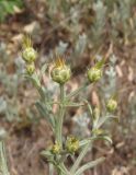 Centaurea salonitana