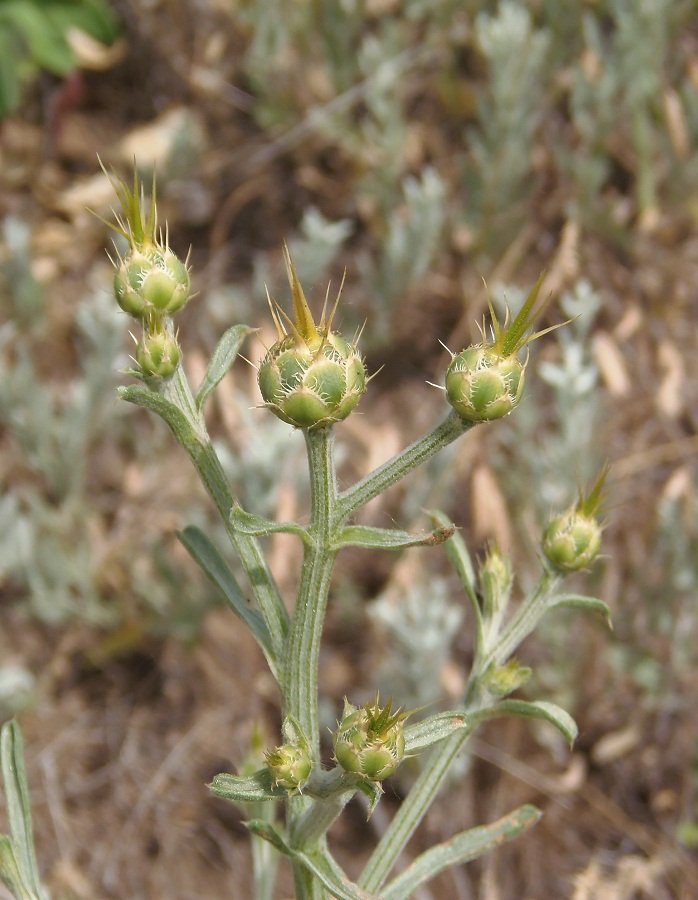 Изображение особи Centaurea salonitana.