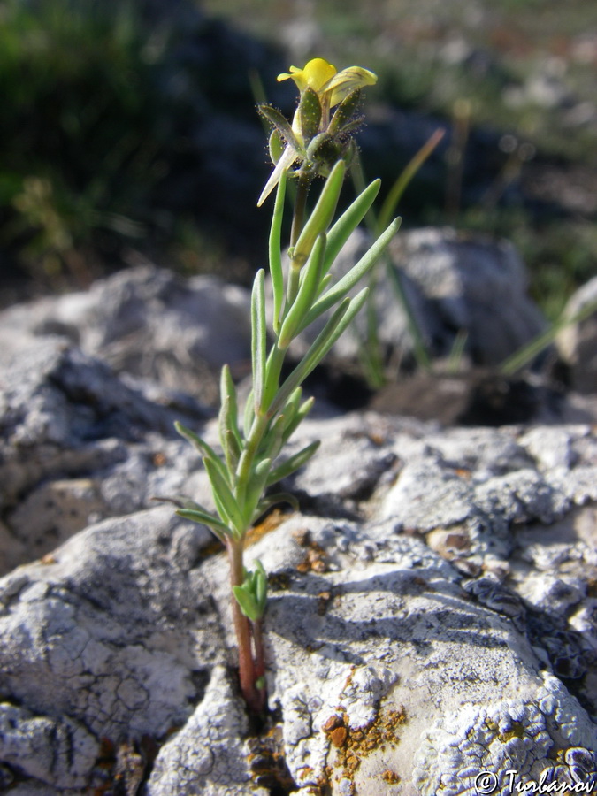 Image of Linaria simplex specimen.