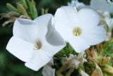 Phlox paniculata