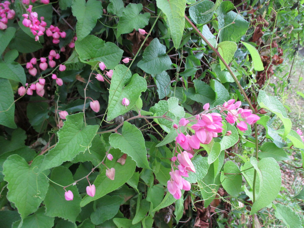 Image of Antigonon leptopus specimen.