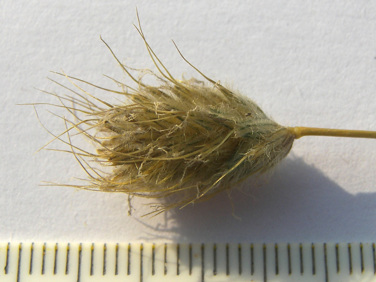 Изображение особи Alopecurus glacialis.