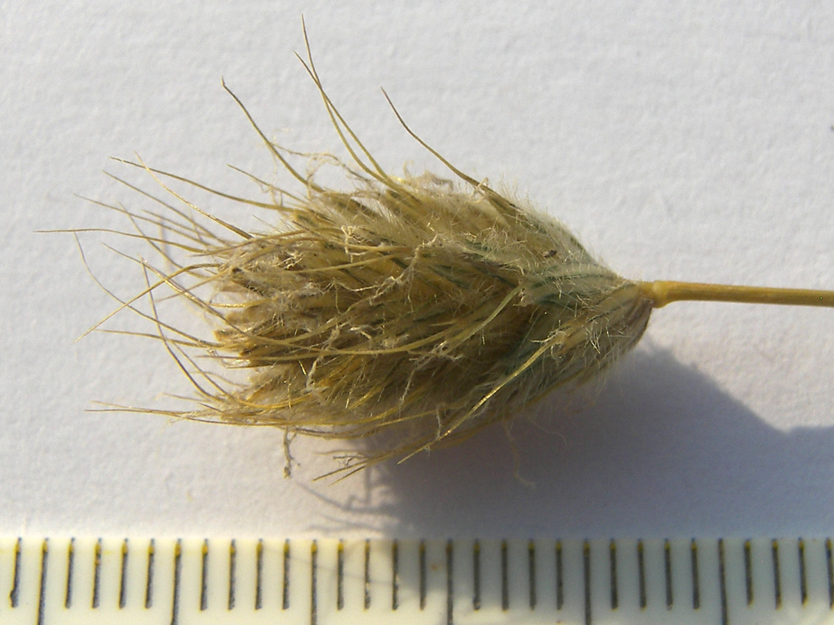 Image of Alopecurus glacialis specimen.