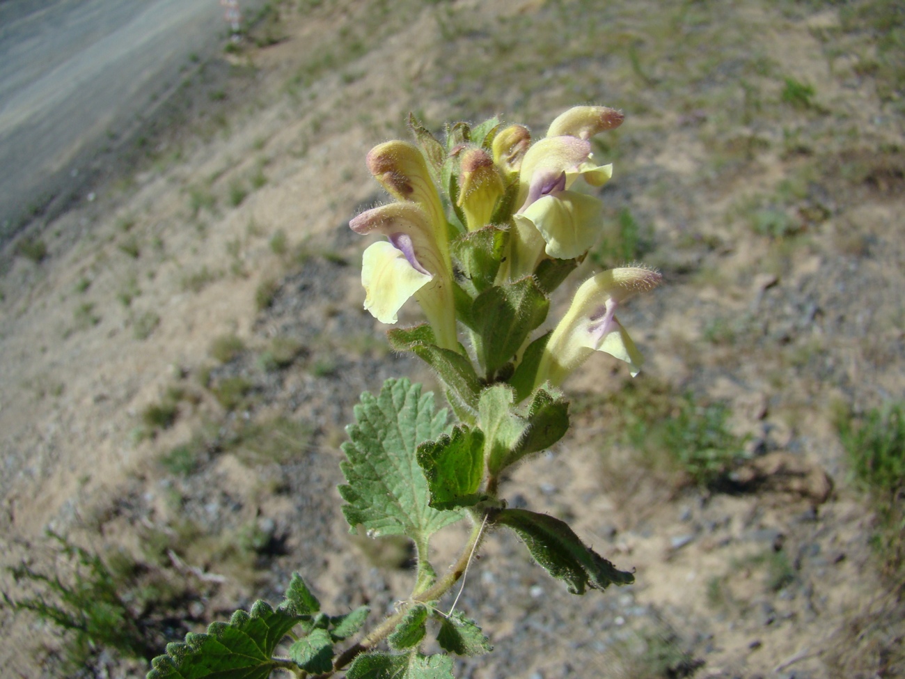 Image of Scutellaria cordifrons specimen.